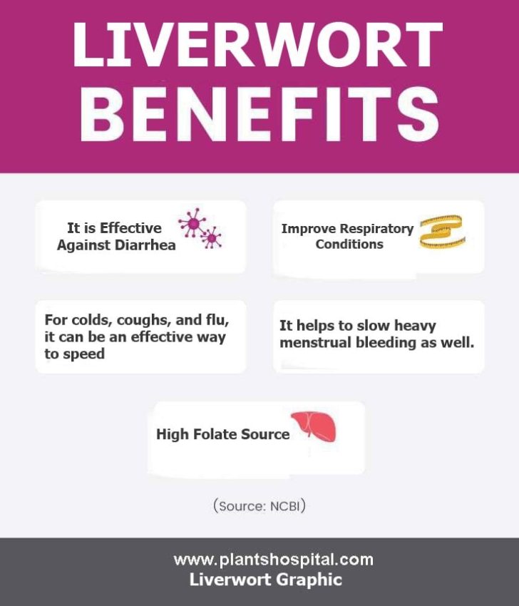 Liverwort-benefits-graphic