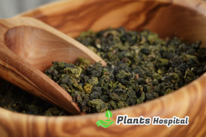 Method-of-preparing-oolong-tea-plantshospital.com