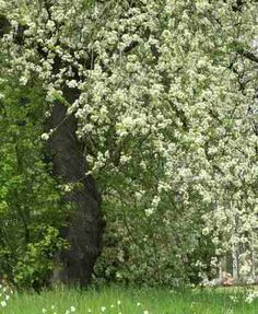Prunus Mahaleb tree seds cherry benefits