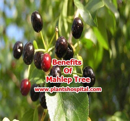 mahaleb tree benefits