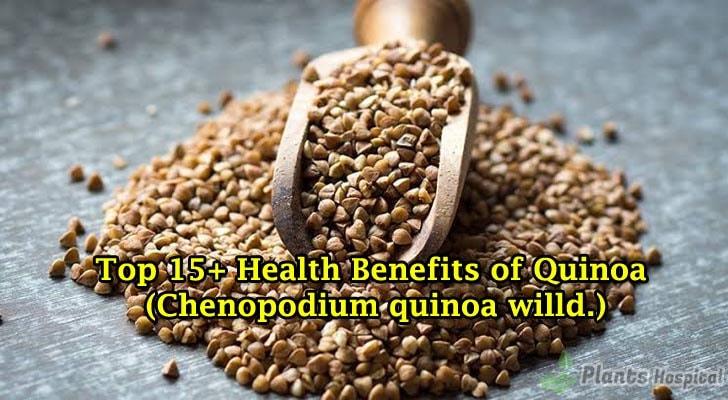 Quinoa on the table