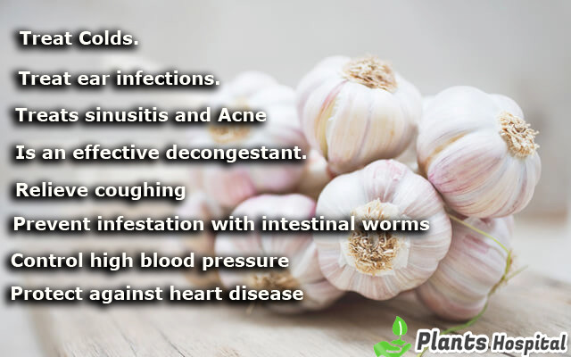 benefits-garlic-oil