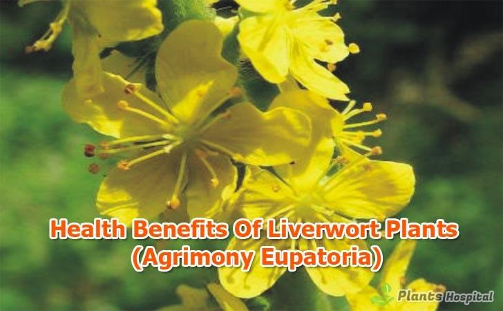benefits-of-Liverwort