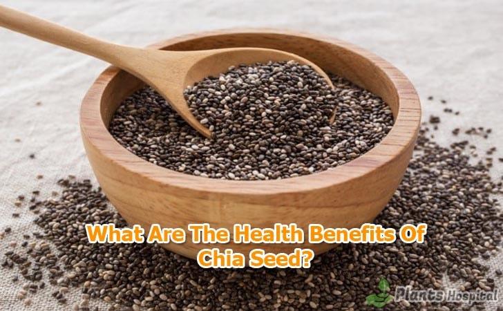 benefits-of-chia-seed
