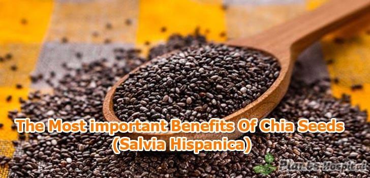 chia-seeds-benefits