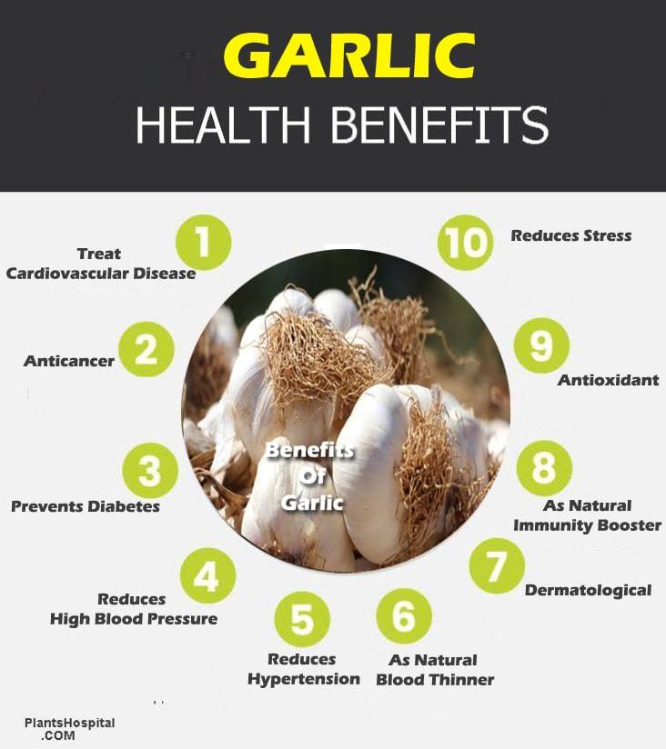 garlic-graphic