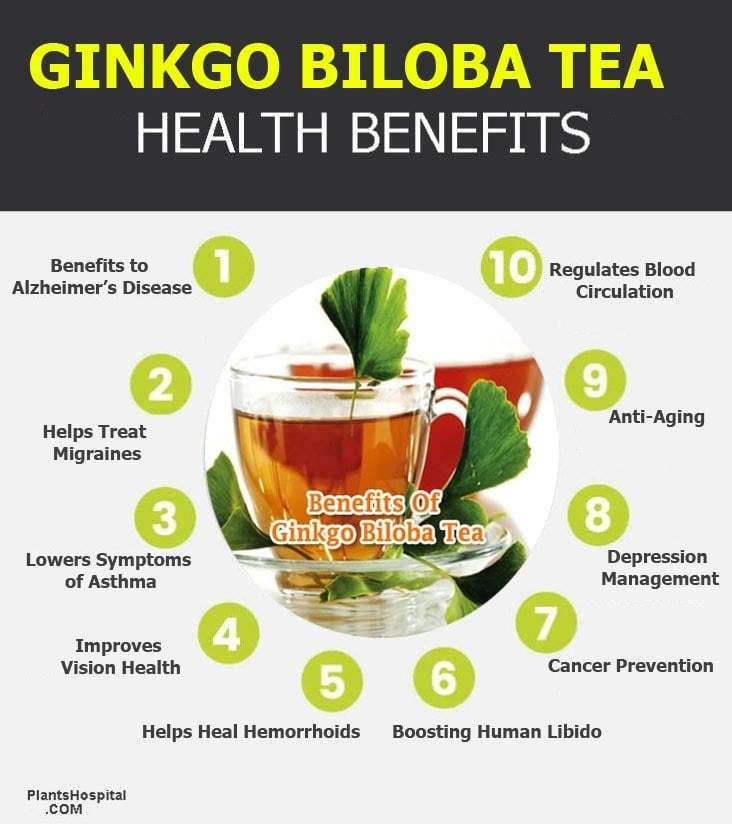 ginkgo-biloba-tea-graphic