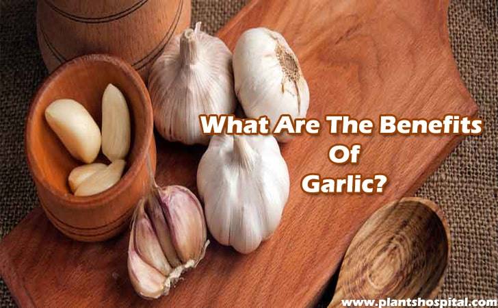 health-benefits-of-garlic