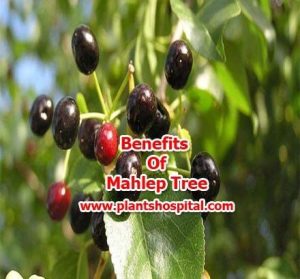 mahlep-tree