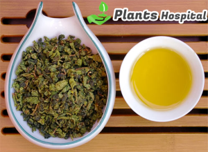 oolong-herbal-tea-plantshospital.com
