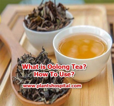oolong-tea
