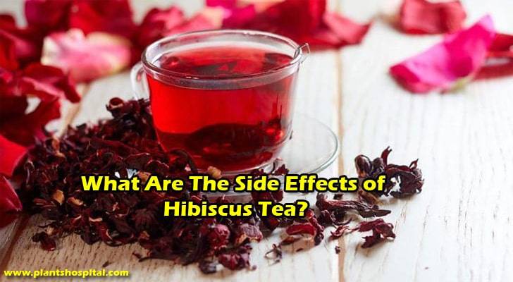 side-effects-of-hibiscus-tea