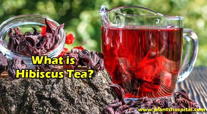 what-is-hibiscus-tea