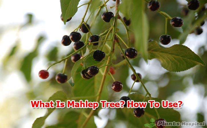 what is mahaleb tree