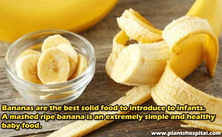 Bananas are the best solid food to introduce to infants.