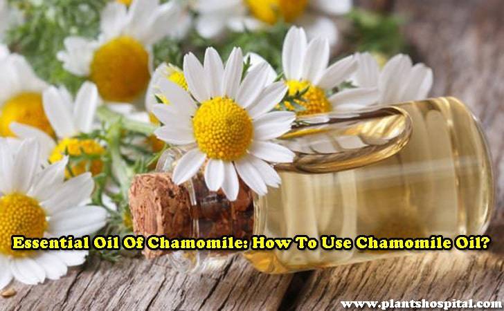 Essential oil-of-chamomile