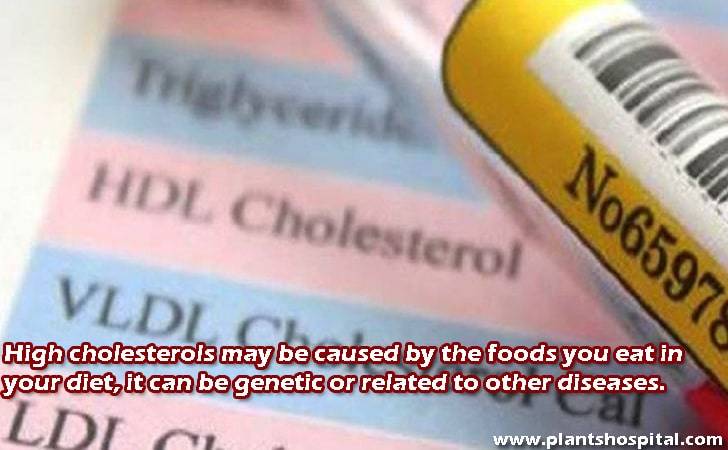 High-cholesterols-may-be-caused-by-the-foods-you-eat