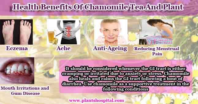 Top 10 Amazing Health Benefits Of Chamomile Tea And Plant