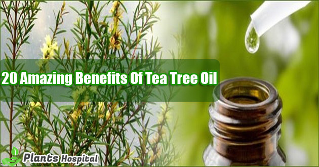 benefits-tea-tree