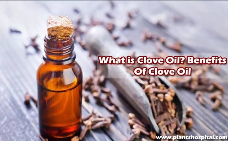 clove-oil-benefits