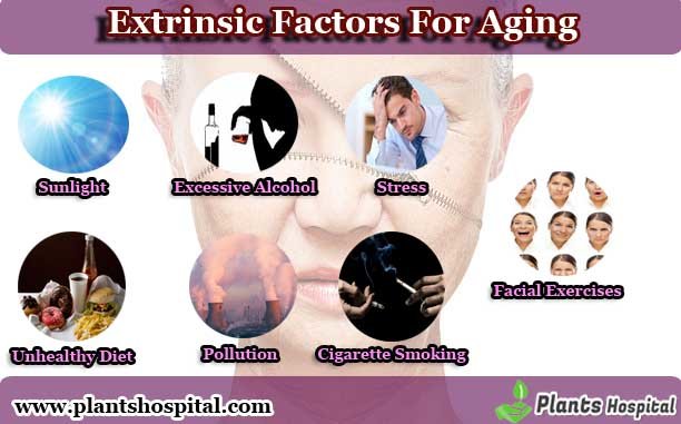 aging-process-in-humans-general-center-steadyhealth