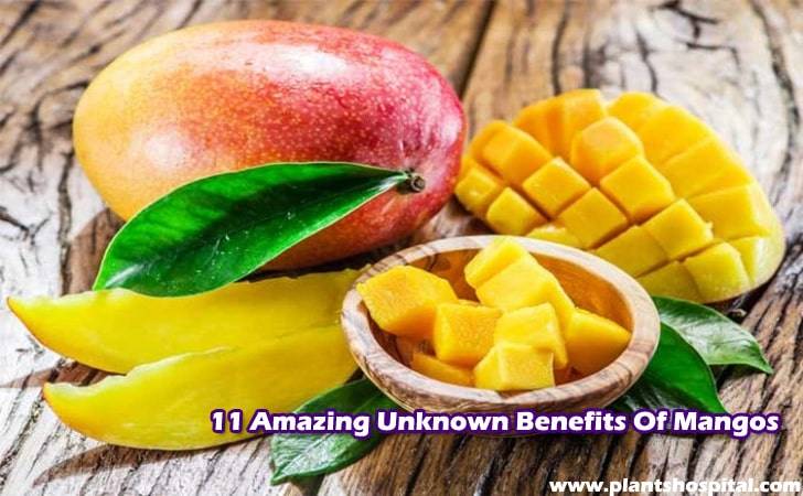 what-are-the-benefits-of-mangos