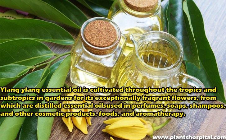 ylang-ylang-essential-oil-benefits
