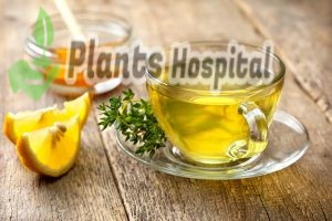 Benefits of drinking thyme tea in winter