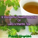 Lady’s Mantle Tea