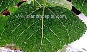 mulberry-leaf