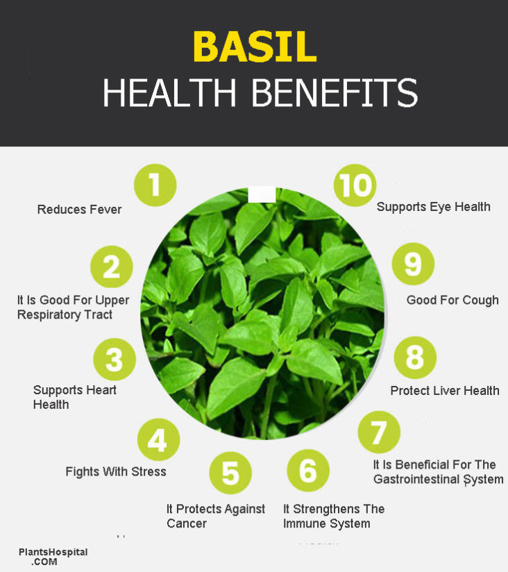 Basil Benefits, Uses, Preparation And (King Of Herbs)