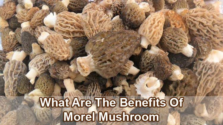 Benefits Morel Mushroom
