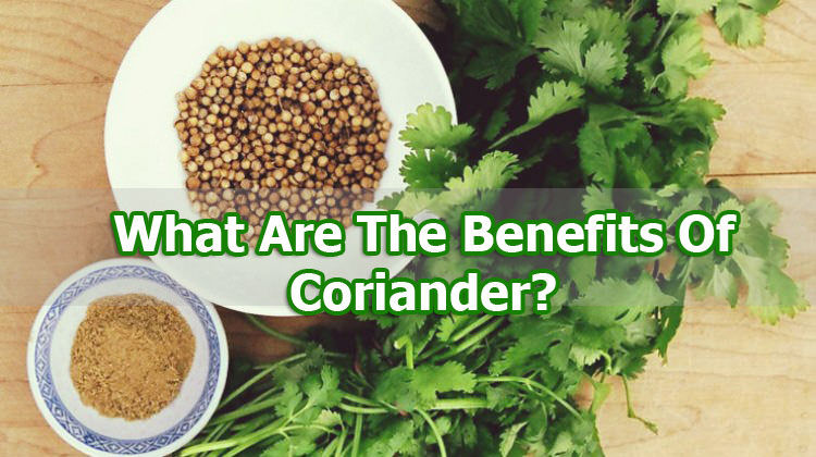 Coriander Benefits