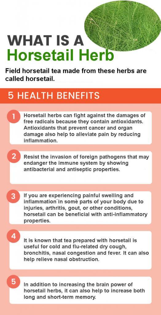 14 Wonderful Health Benefits Of Horsetail And Horsetail Tea (Equisetum)