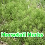 Horsetail Herbs