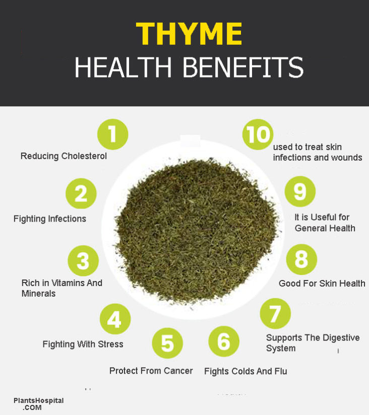 Thyme Tea And Oil Health Benefits, Uses, Side Effects and Warning