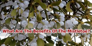 Mistletoe, The King Of Plants. Health Benefits Of Mistletoe