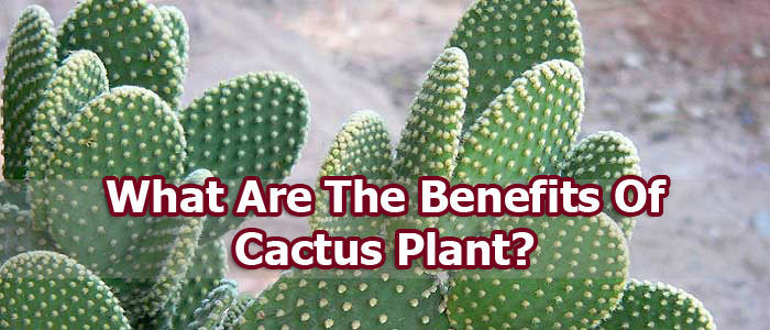 benefits-cactus-plant