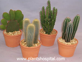 cactus-plant