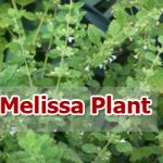 melissa-plant