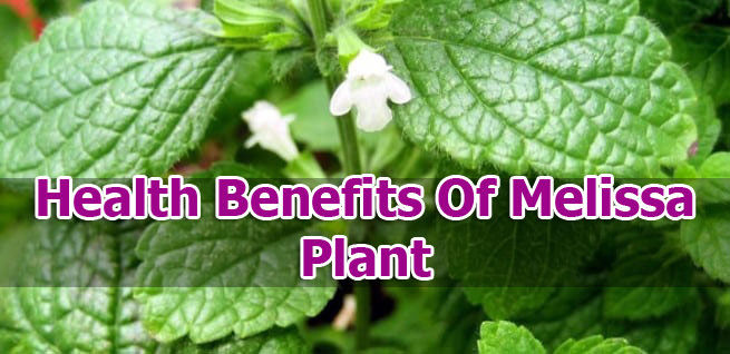 melissa-plant-benefits