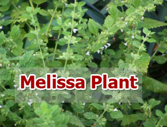 melissa-plant