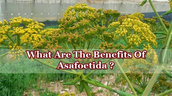 Benefits Of Asafoetida
