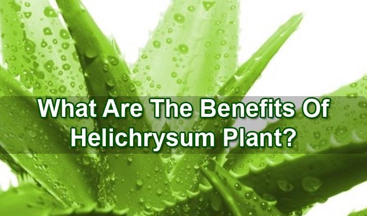 benefits-of-helichrysum-plant