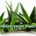 helichrysum plant