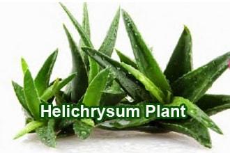 helichrysum plant