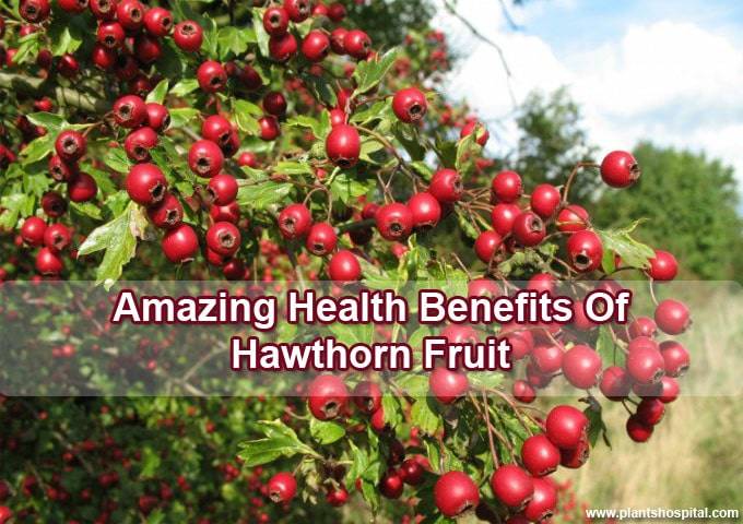 Hawthorn_Fruit