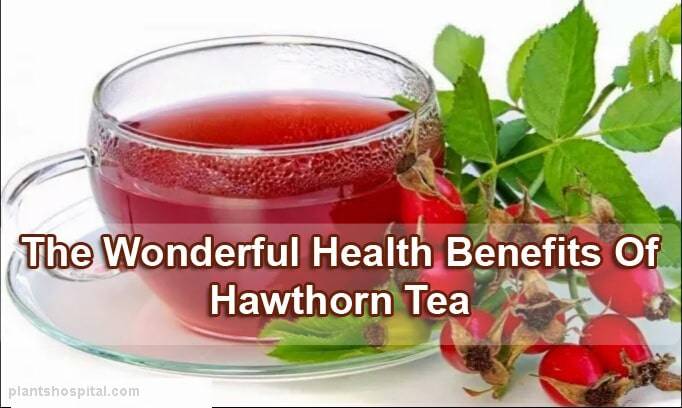 Hawthorn_Tea