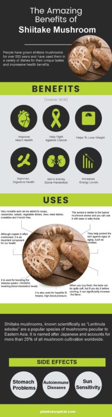 Shiitake-Mushroom-graphic