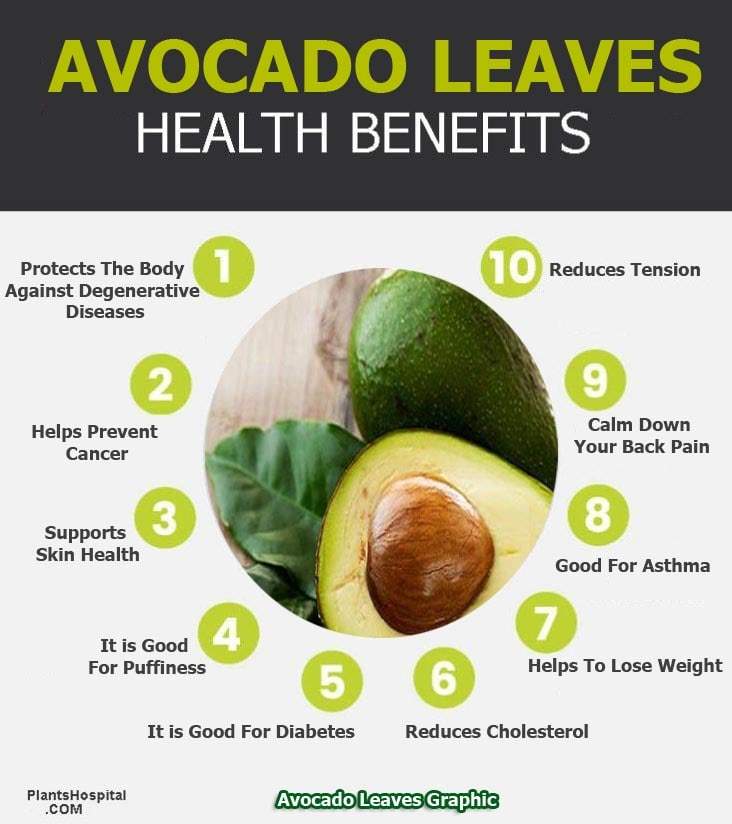 Avocado Leaves Health Benefits Uses Side Effects And Recommendation